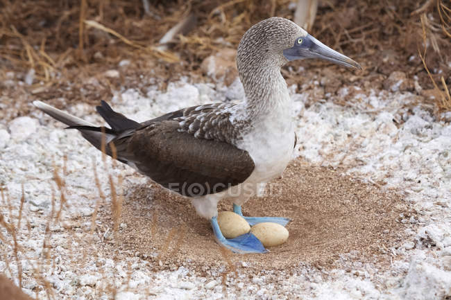 Blaufußtölpel im Nest mit Eiern, Galapagos — Stockfoto