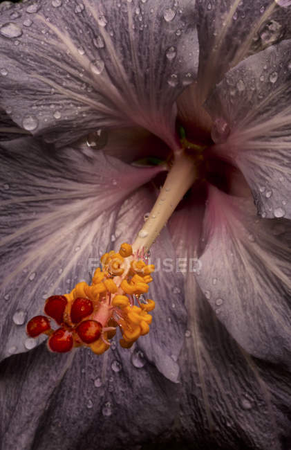 Gros plan d'une fleur d'hibiscus — Photo de stock