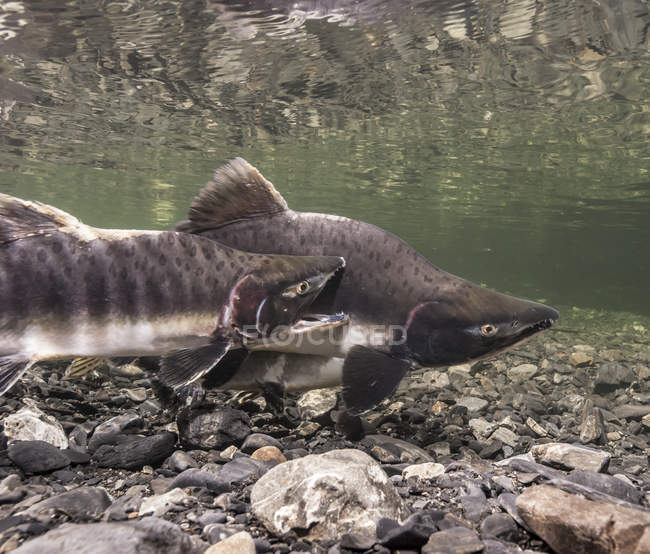 Salmon  spawning pair — Stock Photo