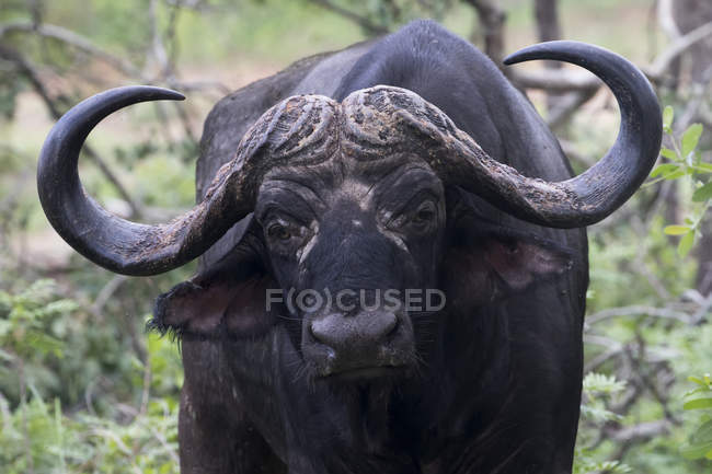 Водяний буйвол, що стоїть серед дерев — стокове фото