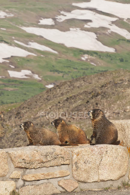 Trío de marmota alzada - foto de stock
