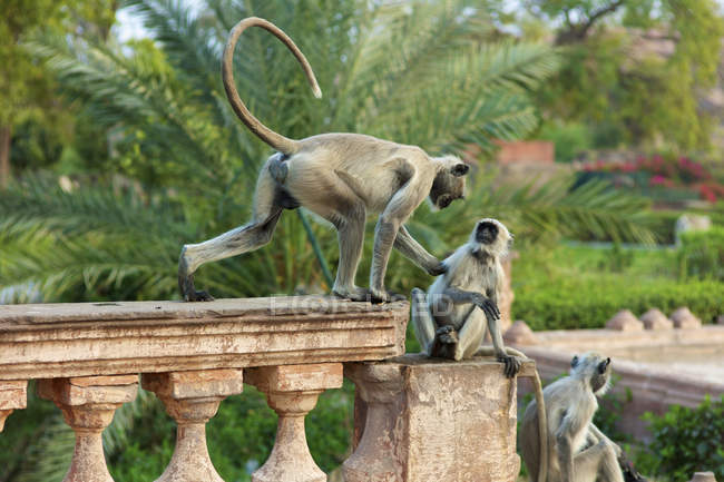 Monkeys at Mandore Garden; Jodphur, Rajasthan, India — Stock Photo