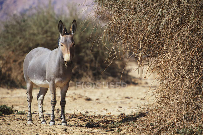 Donkey standing against bush — Stock Photo