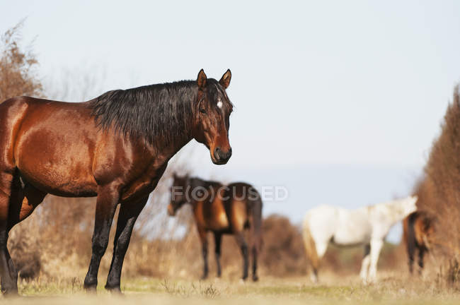 Cavalo selvagem andaluz — Fotografia de Stock