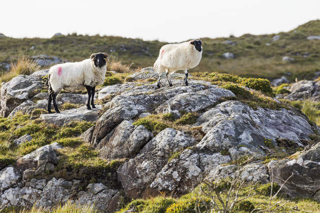 Moutons debout sur le champ — Photo de stock