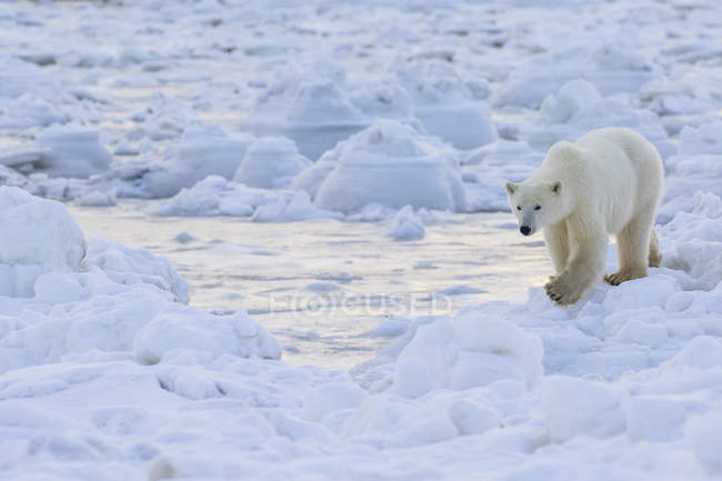 Orso polare che cammina lungo la costa — Foto stock