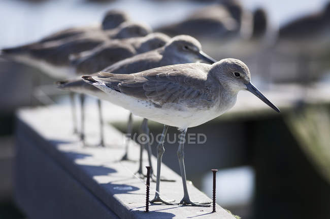 Seagulls standing in row on handrail, blurred background — Stock Photo