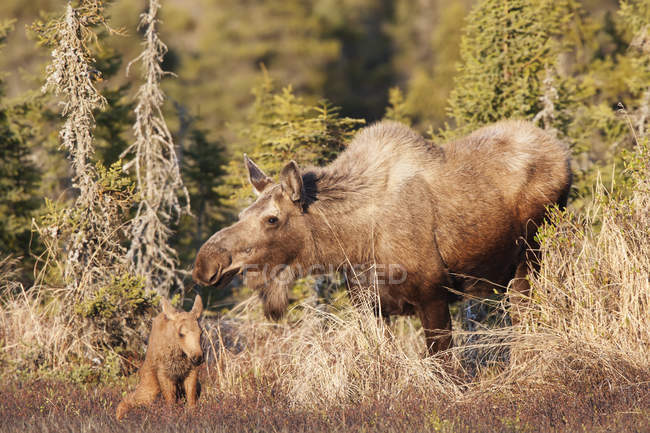 Moose cow and calf — Stock Photo