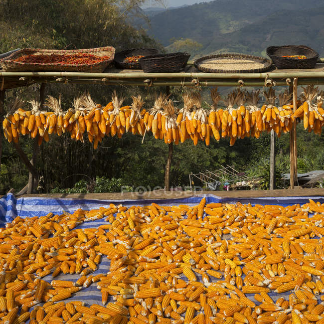 Oreilles de maïs séchant sur racks — Photo de stock