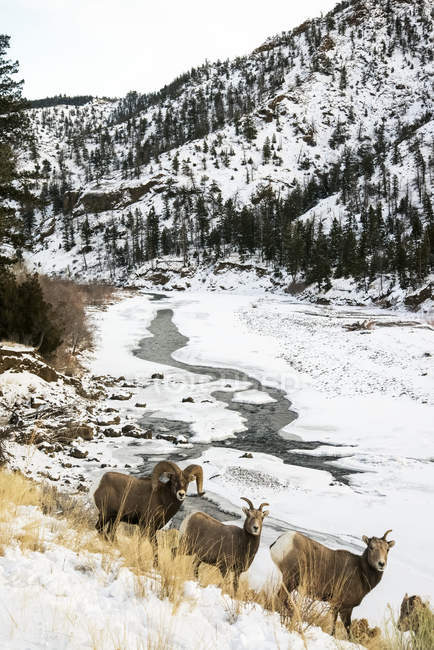 Bighorn ram and ewes — Stock Photo