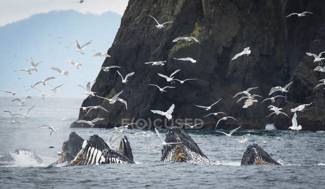 Humpback whales bubble — Stock Photo