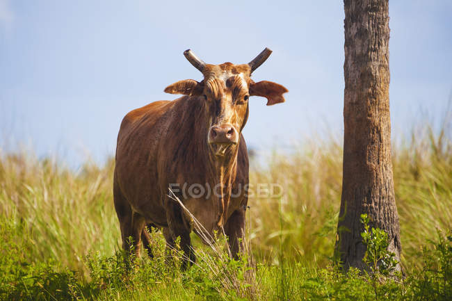 Florida Cracker cattle — Stock Photo