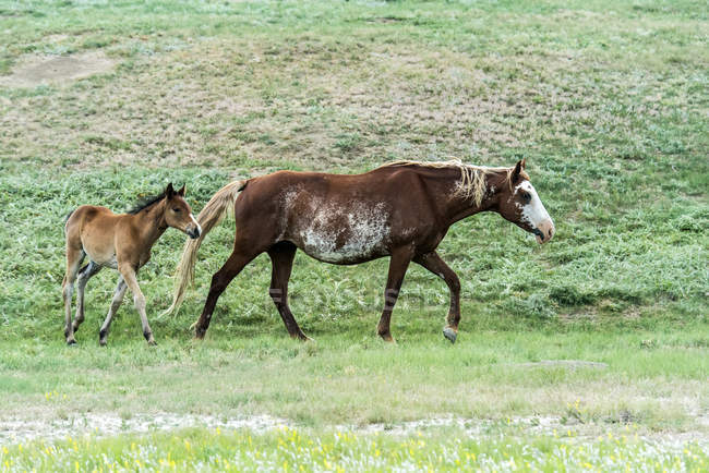 Cavalli selvatici al pascolo sul campo — Foto stock