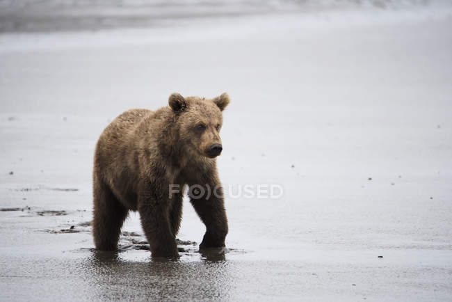 Аляскинский прибрежный медведь — стоковое фото