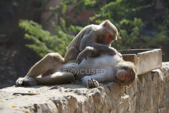 Rhesus macaco grooming macho — Fotografia de Stock