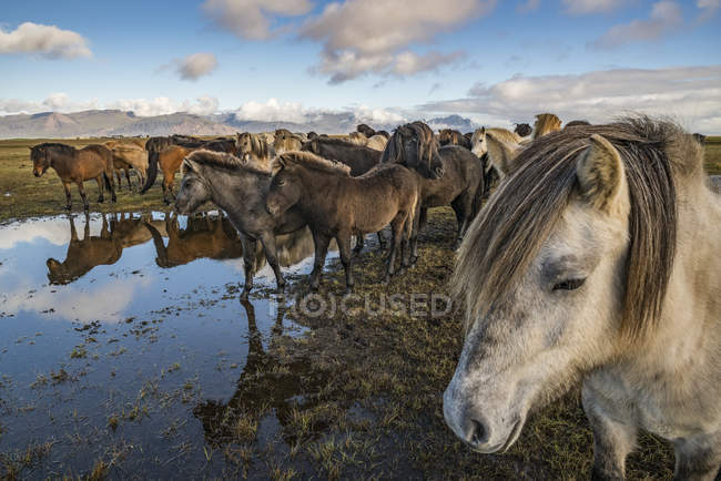Icelandic horses on shore — Stock Photo