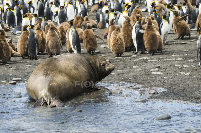 Колония пингвинов-королей — стоковое фото