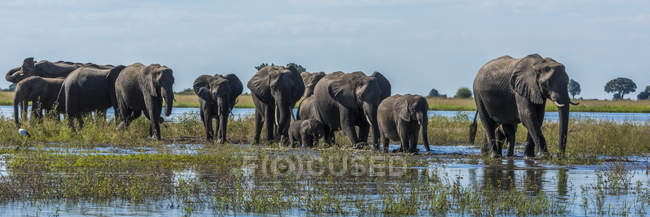 Éléphants traversant la rivière — Photo de stock