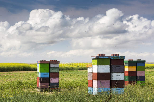 Ruche empilée abeille — Photo de stock
