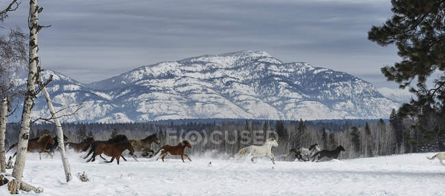 Коні біжать у снігу — стокове фото