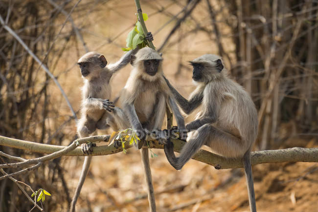Three Hanuman langurs ( — Stock Photo
