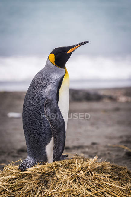 Rey pingüino de pie en la playa - foto de stock