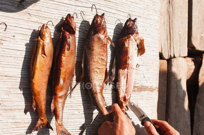 Person with knife begins to cut up whole smoked fish, Yukon Territory, Canada — Stock Photo