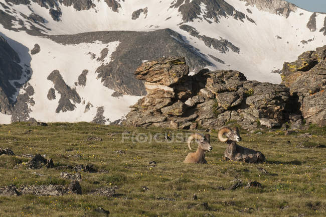 Montagna bighorn pecore — Foto stock