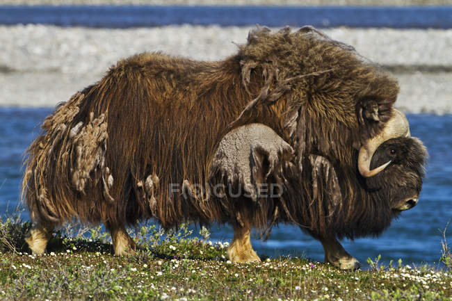 Muskox bull standing on grass — Stock Photo