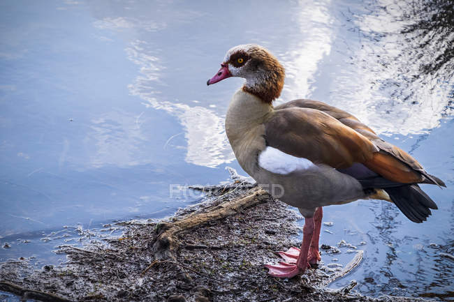 Egyptian Goose in Richmond Park — Stock Photo