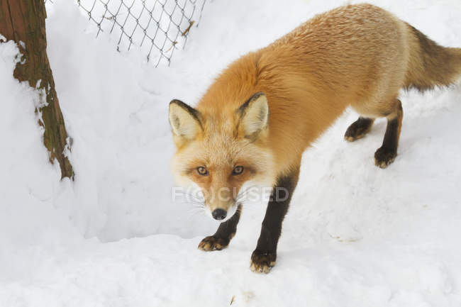 Captive Red fox — Stock Photo