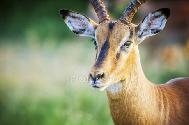 Impala standing over green background — Stock Photo
