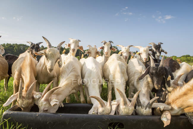 Goats feeding from feeder — Stock Photo