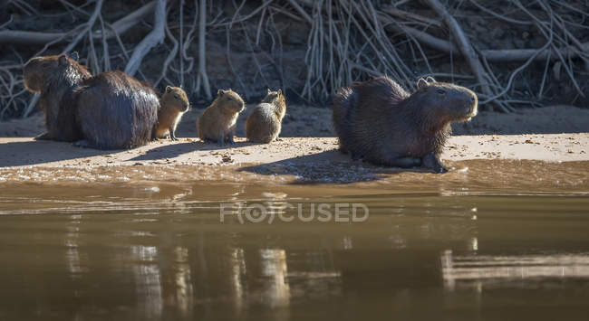 Capybara прокладки на березі — стокове фото