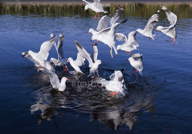 Gulls swooping down to feed — Stock Photo