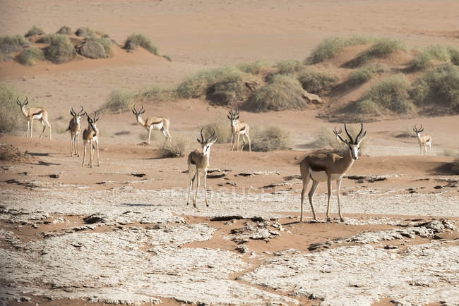 Група Спрінгбок антилопи — стокове фото