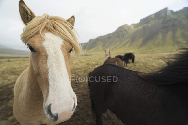 Caballos islandeses en el campo - foto de stock