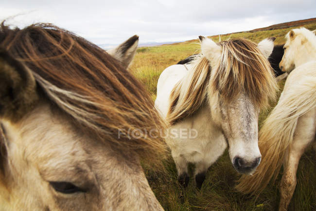 Исландские лошади пасутся — стоковое фото