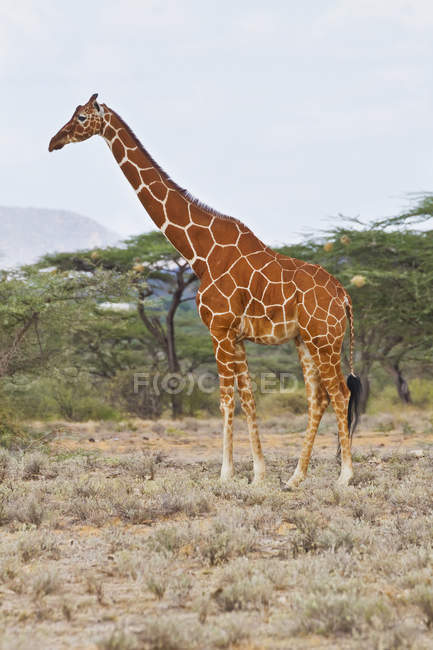 Витиснутий жираф стоїть на землі — стокове фото