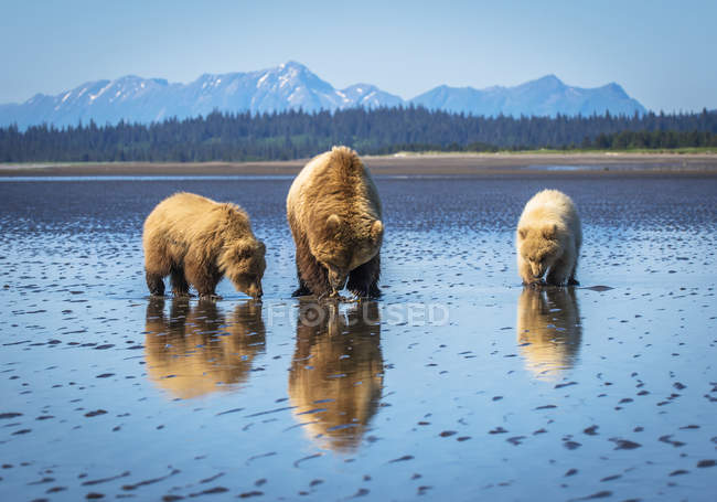 Orsi costieri dell'Alaska — Foto stock