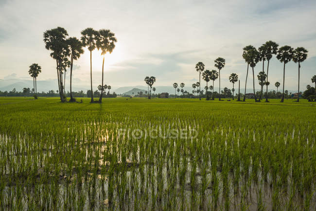 Campo con campos de arroz - foto de stock