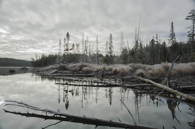 Tronchi che posano su superficie di lago — Foto stock