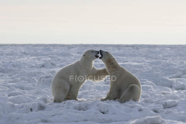 Orsi polari in lotta — Foto stock