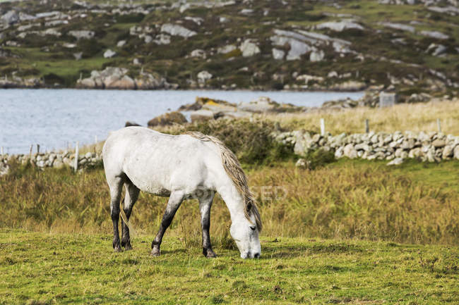 Пастбище одного коня — стоковое фото