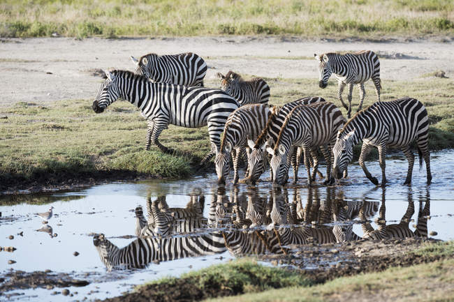 Зебры пьют — стоковое фото