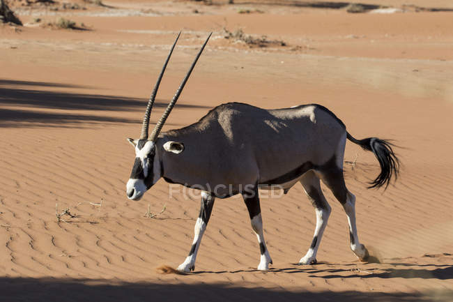 Gemsbok a piedi attraverso il deserto — Foto stock