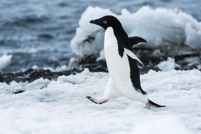 Pingüino Adelie corriendo sobre la nieve - foto de stock