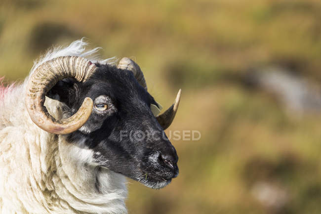 Carnero ovejas con cuernos - foto de stock