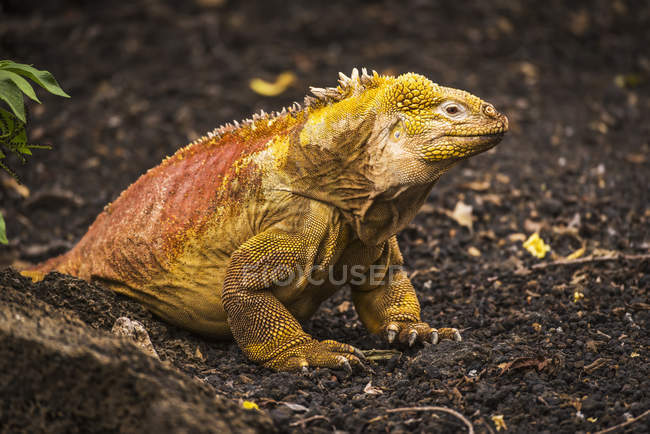 Land iguana sitting on black — Stock Photo