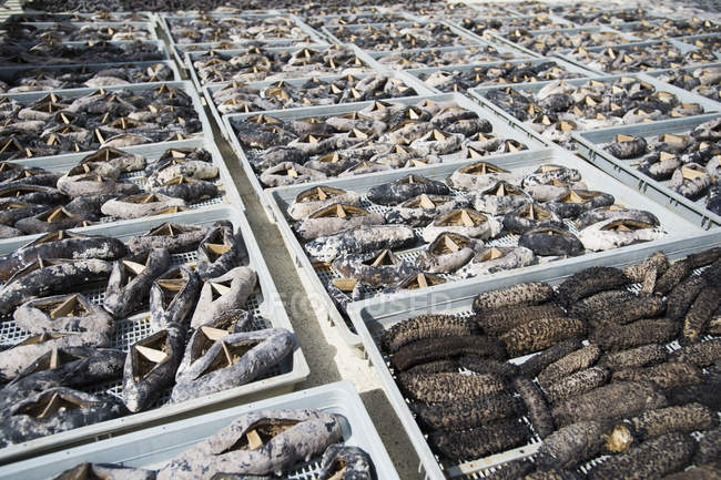 Séchage des concombres de mer dans les cas. Nuku alofa, Tongatapu, Tonga — Photo de stock